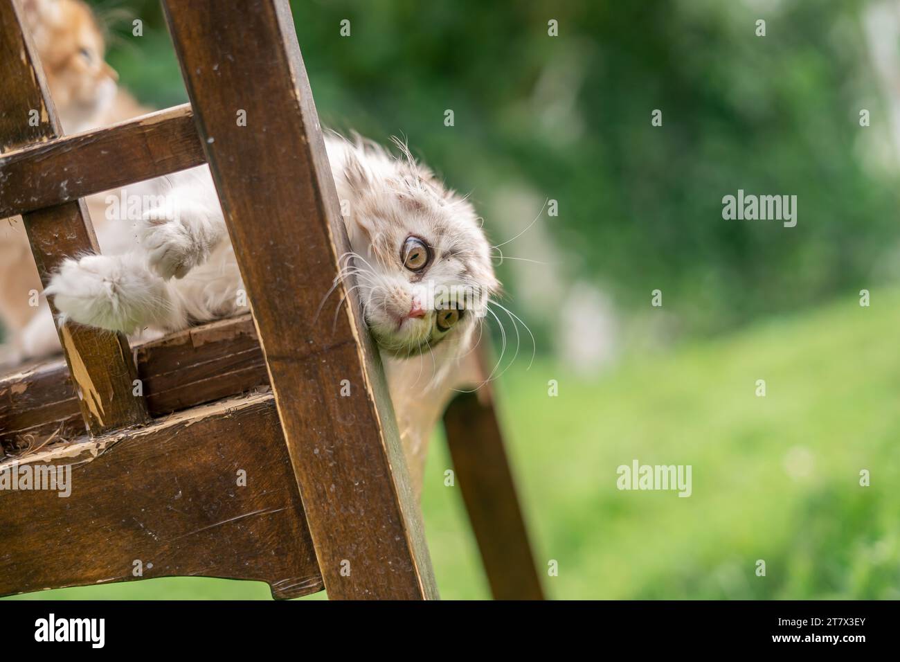 Funny Outside Falling Lazy Rolling Scottish Fold Kitten Cat Calico Outside Scared Foto Stock