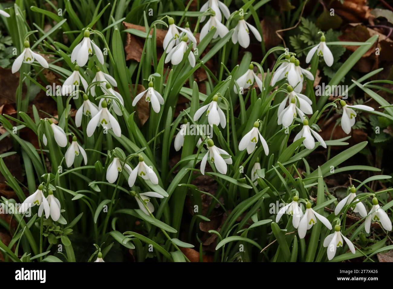 Nevicate all'inizio della primavera (Galanthus nivalis) Foto Stock