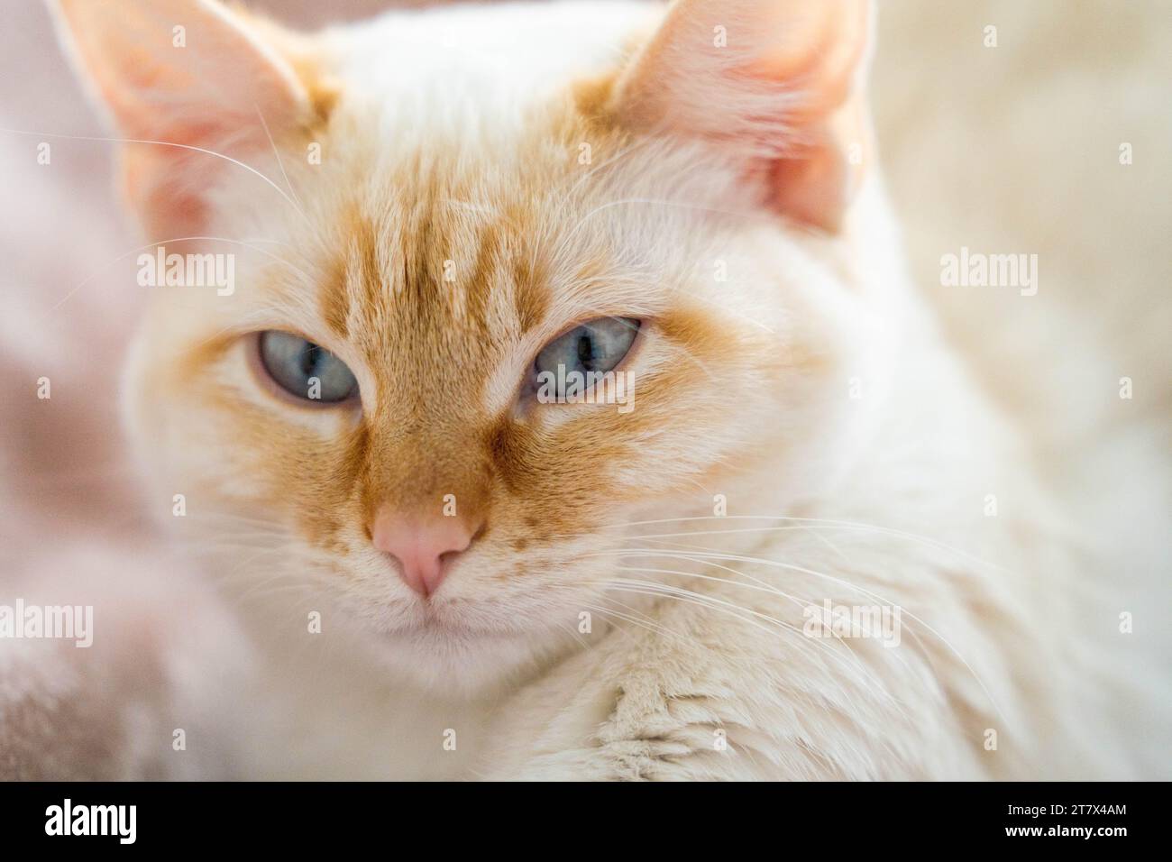 Punto fiamma gatto bianco siamese coccolato su coperta rosa Foto Stock