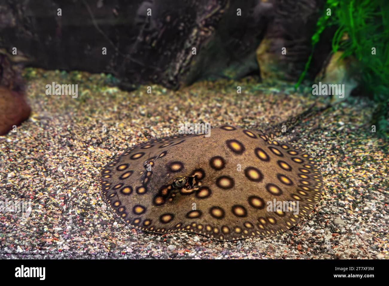 Motoro di Stingray, motoro di Potamotrygon in un acquario sul fondo sabbioso. Il fiume d'acqua dolce ha maculato il pavone grigio scuro che giace nella piscina dell'acquario, da vicino Foto Stock