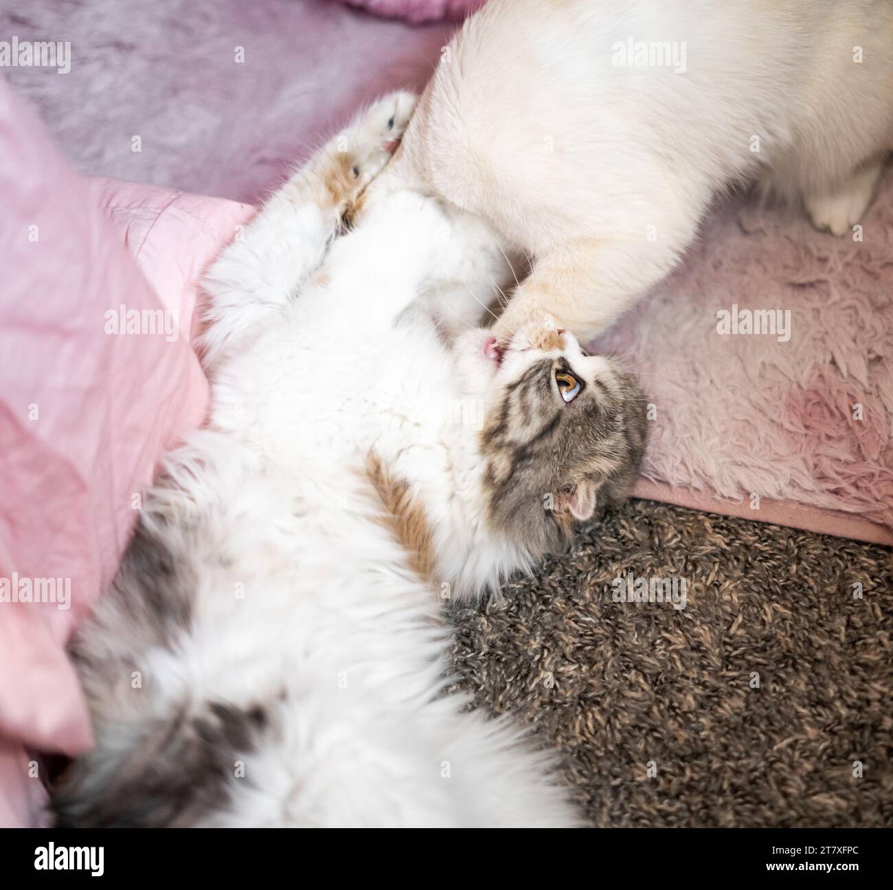 Scottish Fold Calico Cat Close Up Play Fighting Mouth Open Biting Foto Stock