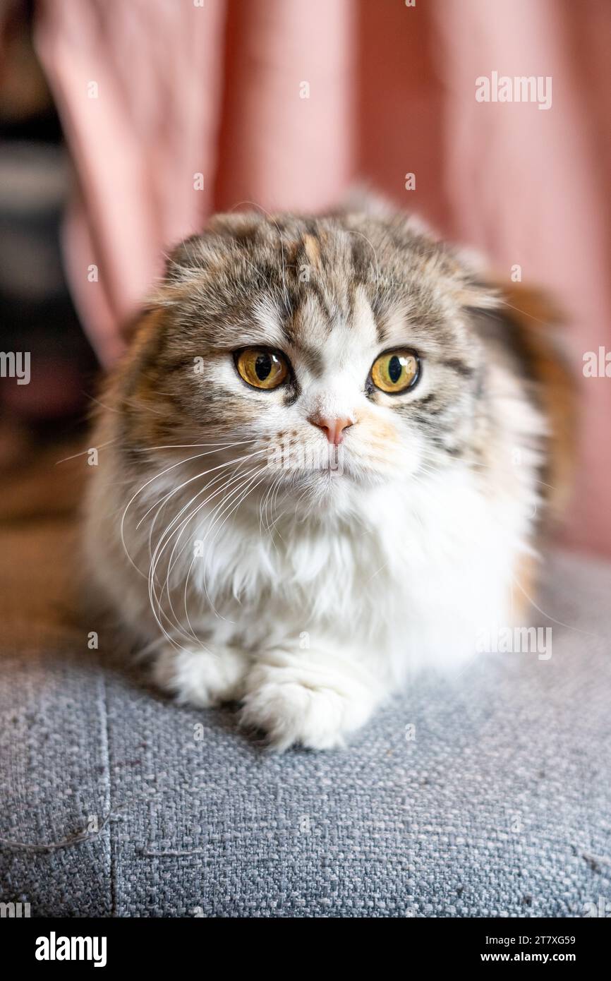 Scottish Fold Calico Cat le orecchie ripiegate hanno schiacciato la faccia da vicino sdraiata Foto Stock