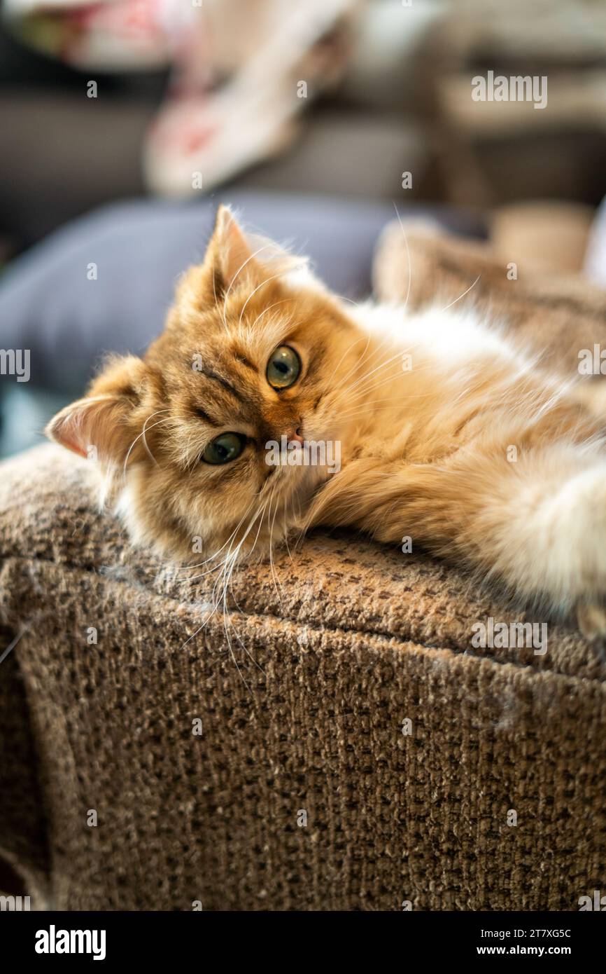 Ginger Cat faccia ravvicinata appoggiata sul lettino Foto Stock