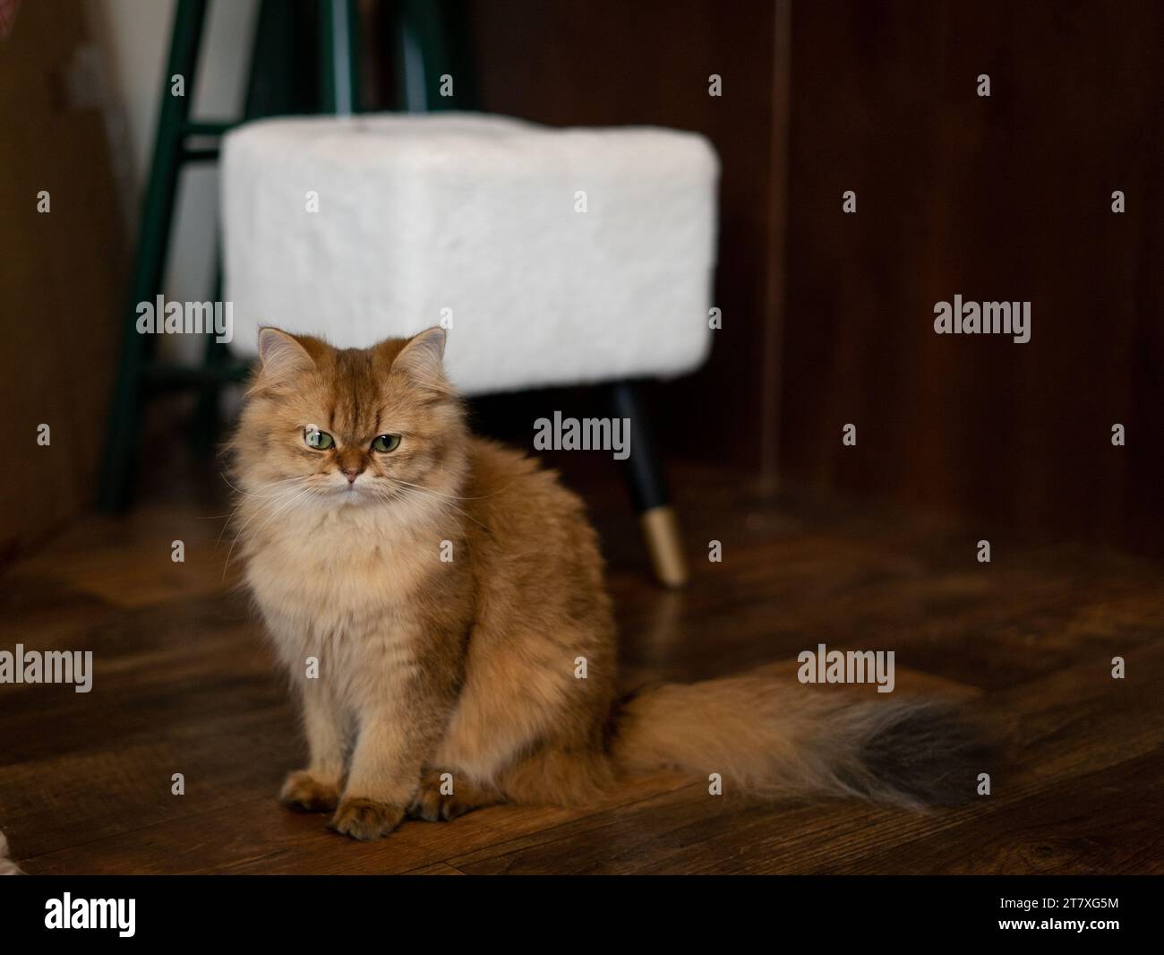 Scozzese diritto Orange Cat Portrait Inside Full with Tail Foto Stock