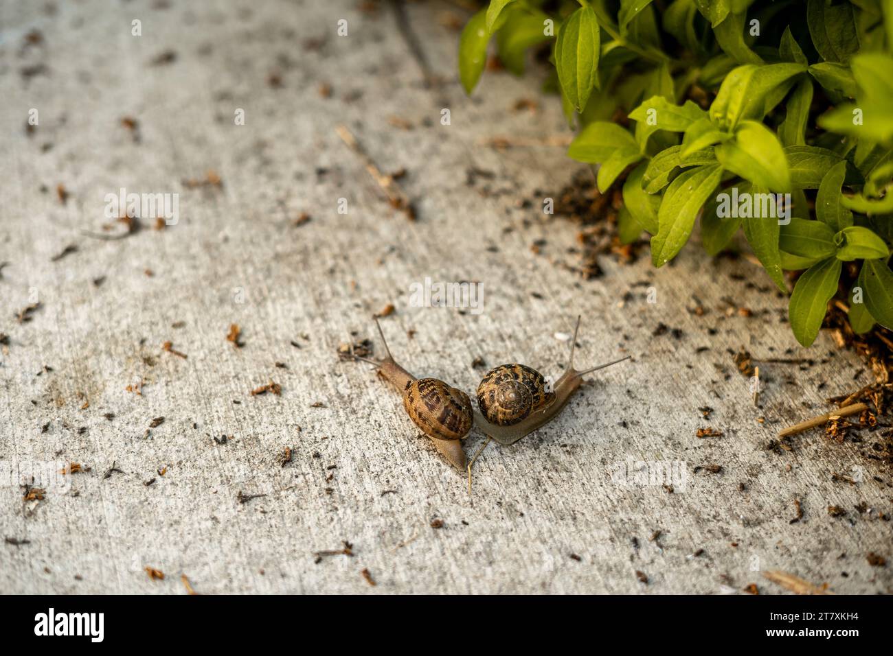 Il marciapiede Two Snails è rivolto verso l'esterno Foto Stock