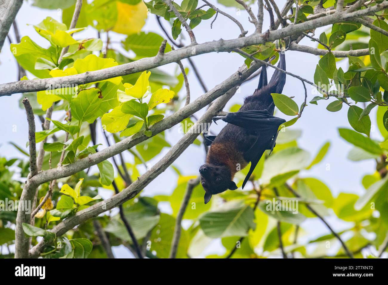 Pipistrello da frutta comune con becco tubolare (Nyctimene albiventer), che si aggira su Pulau Panaki, Raja Ampat, Indonesia, Sud-est asiatico, Asia Foto Stock