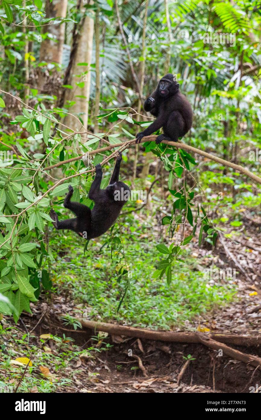 Macaco crestato di Young Celebes (Macaca nigra), in gioco nella riserva naturale di Tangkoko Batuangus, Sulwesi, Indonesia, Sud-est asiatico, Asia Foto Stock