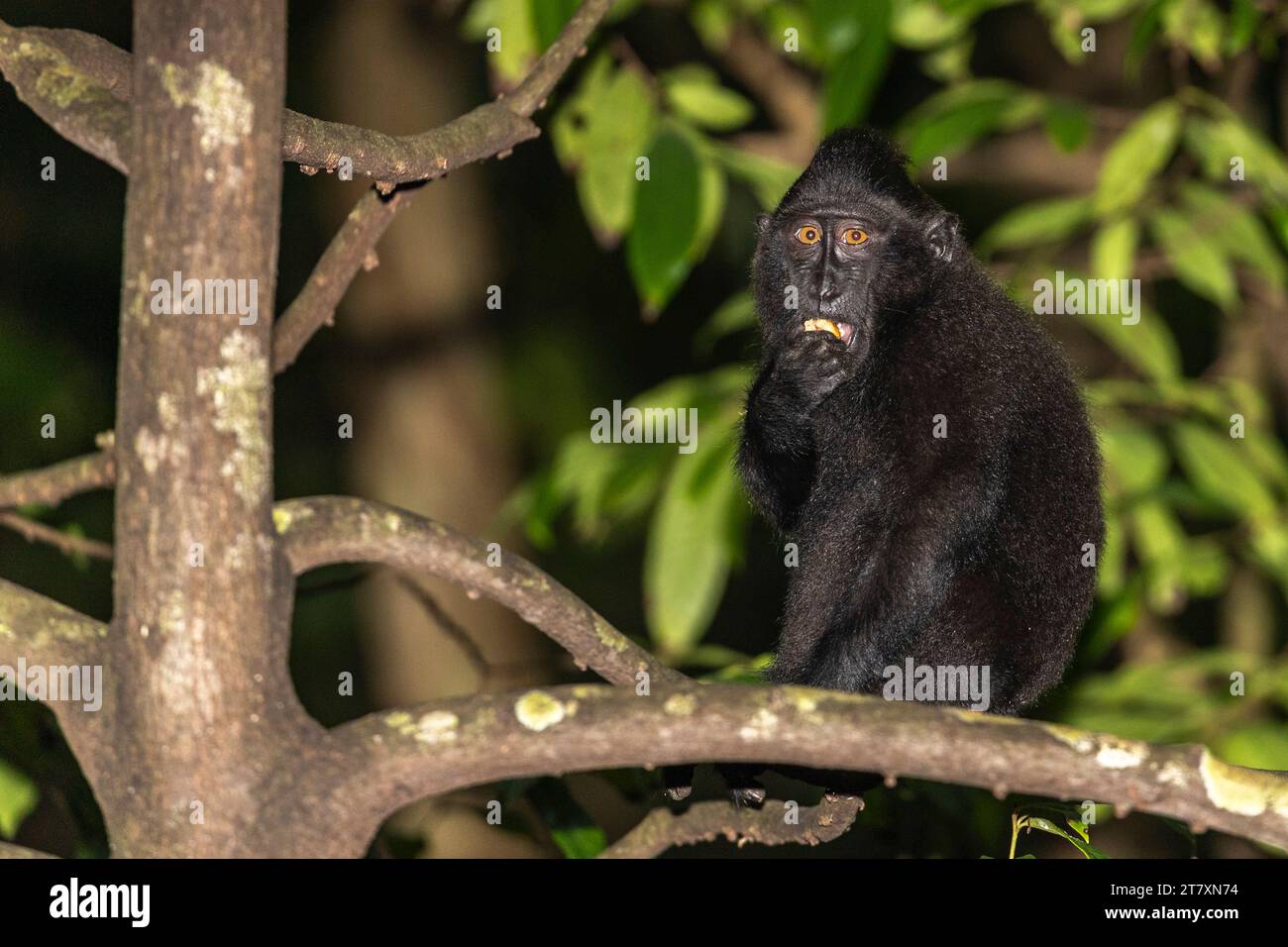 Un macaco crestato Celebes (Macaca nigra) per adulti, che si occupa della riserva naturale di Tangkoko Batuangus, Sulawesi, Indonesia, Sud-est asiatico Foto Stock