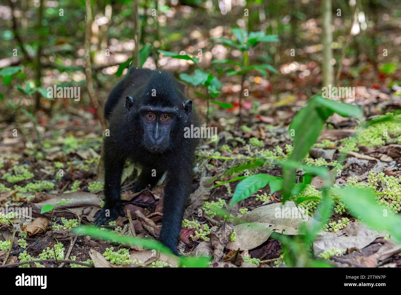 Macaco crestato di Young Celebes (Macaca nigra), foraggiamento nella riserva naturale di Tangkoko Batuangus, Sulawesi, Indonesia, Sud-est asiatico, Asia Foto Stock