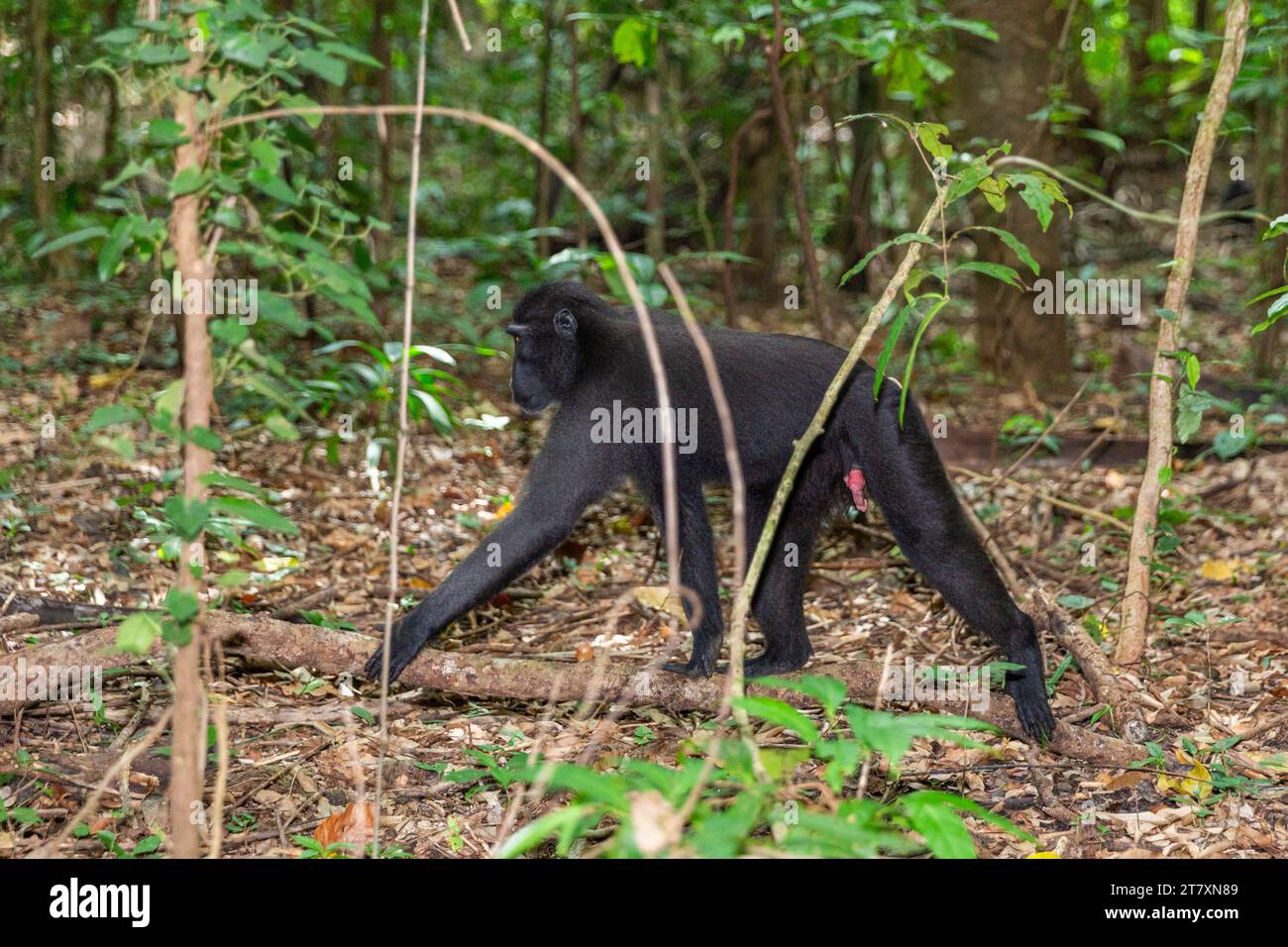 Macaco crestato di Young Celebes (Macaca nigra), foraggiamento nella riserva naturale di Tangkoko Batuangus, Sulawesi, Indonesia, Sud-est asiatico, Asia Foto Stock