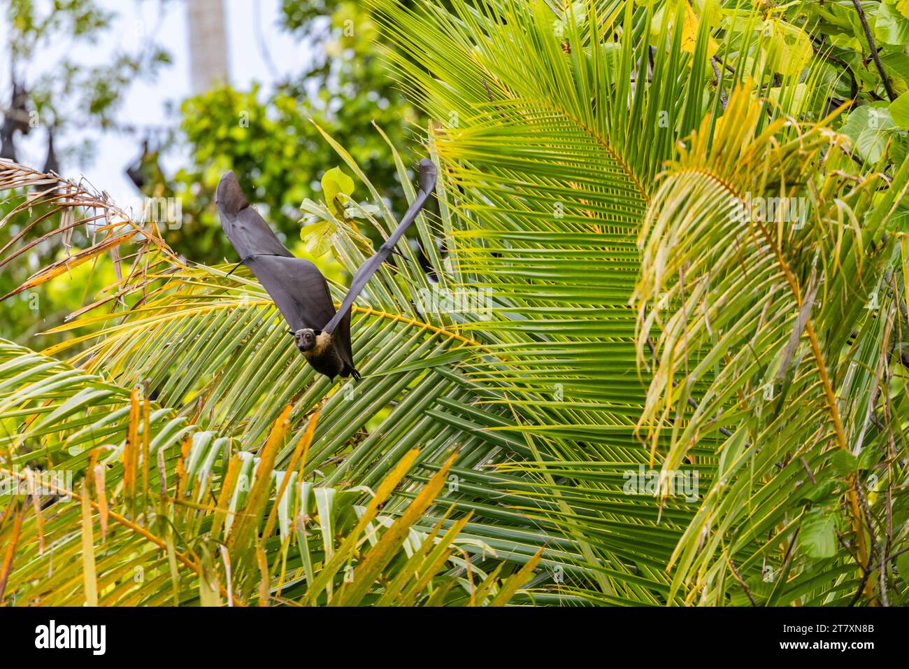 Pipistrelli comuni a becco tubolare (Nyctimene albiventer), nell'aria su Pulau Panaki, Raja Ampat, Indonesia, Sud-Est asiatico, Asia Foto Stock