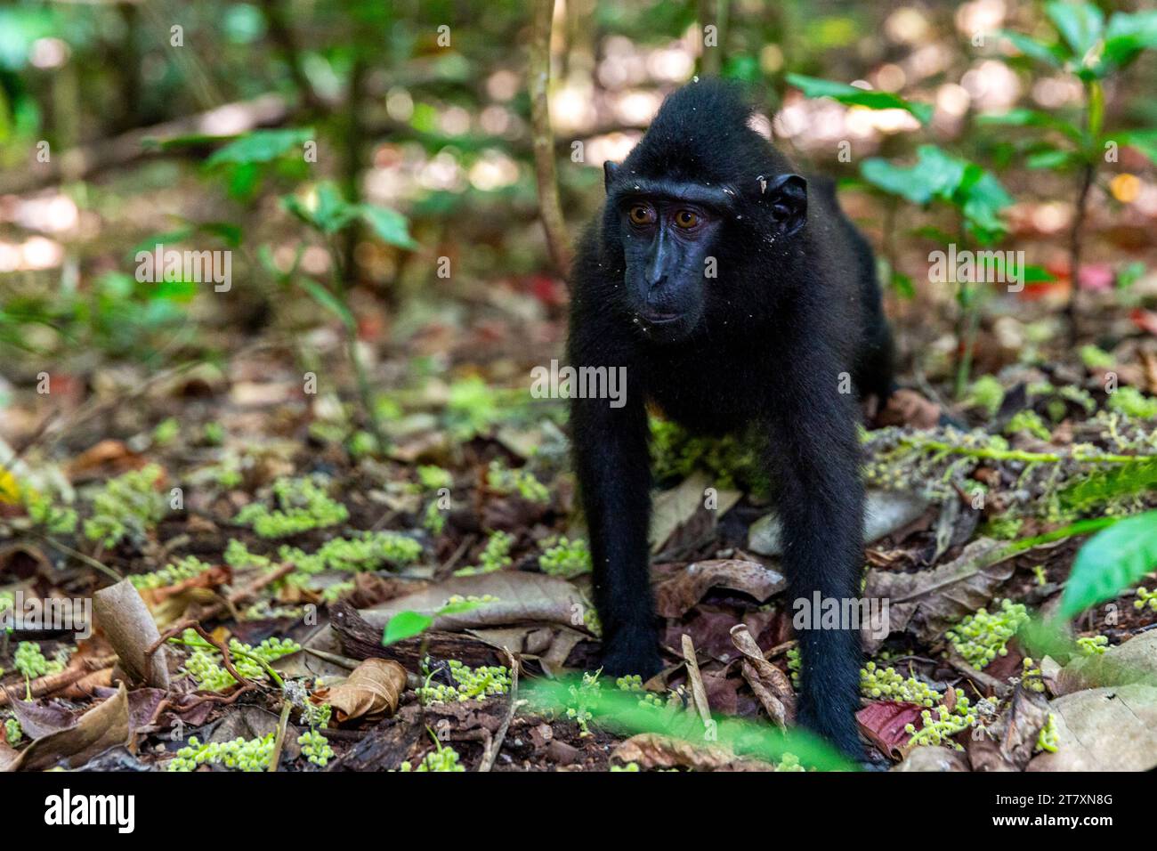 Macaco crestato di Young Celebes (Macaca nigra), foraggiamento nella riserva naturale di Tangkoko Batuangus, Sulawesi, Indonesia, Sud-est asiatico, Asia Foto Stock
