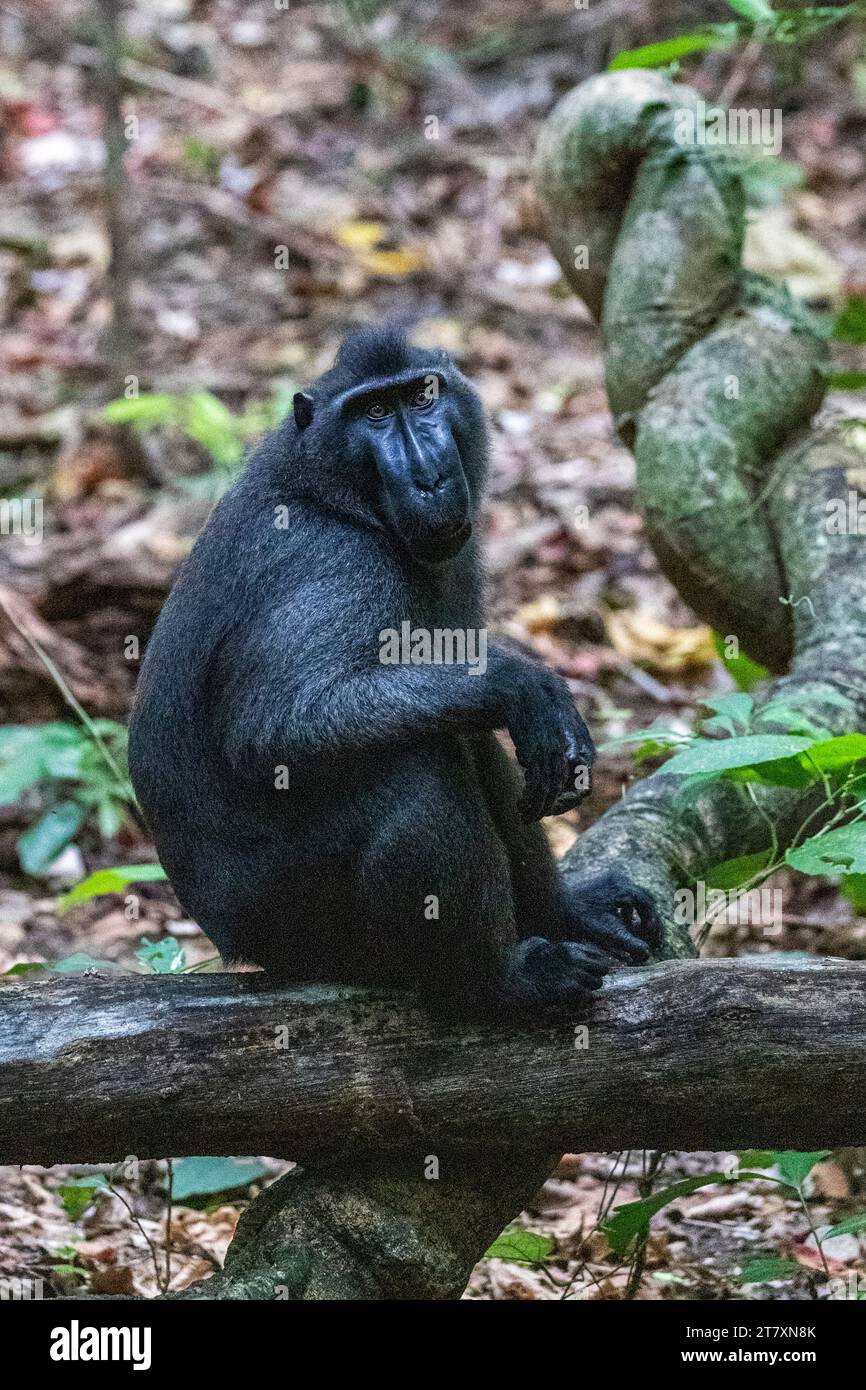 Un macaco crestato di Celebes (Macaca nigra) maschio adulto, che si occupa della riserva naturale di Tangkoko Batuangus, Sulawesi, Indonesia, Sud-Est asiatico, Asia Foto Stock