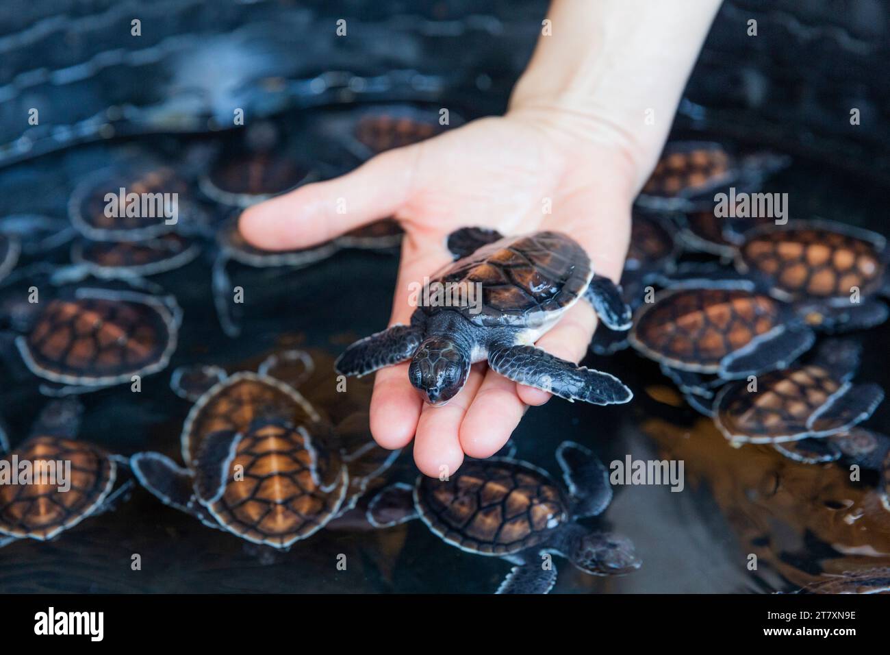 Una vasca piena di cuccioli di tartarughe marine verdi (Chelonia mydas), riserva nazionale di Tangkoko sull'isola di Sulawesi, Indonesia, Sud-est asiatico, Asia Foto Stock