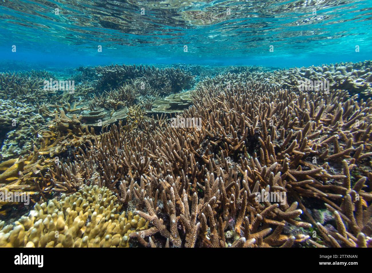 Abbondante vita nelle acque cristalline delle barriere coralline poco profonde delle Isole Equatori, Raja Ampat, Indonesia, Sud-Est Asiatico, Asia Foto Stock