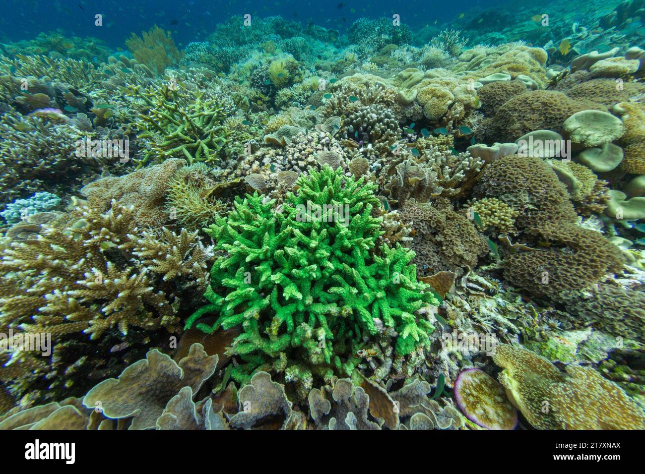Abbondante vita nelle acque cristalline delle barriere coralline poco profonde al largo di Sandy Beach, Manta Point, Raja Ampat, Indonesia, Sud-est asiatico, Asia Foto Stock