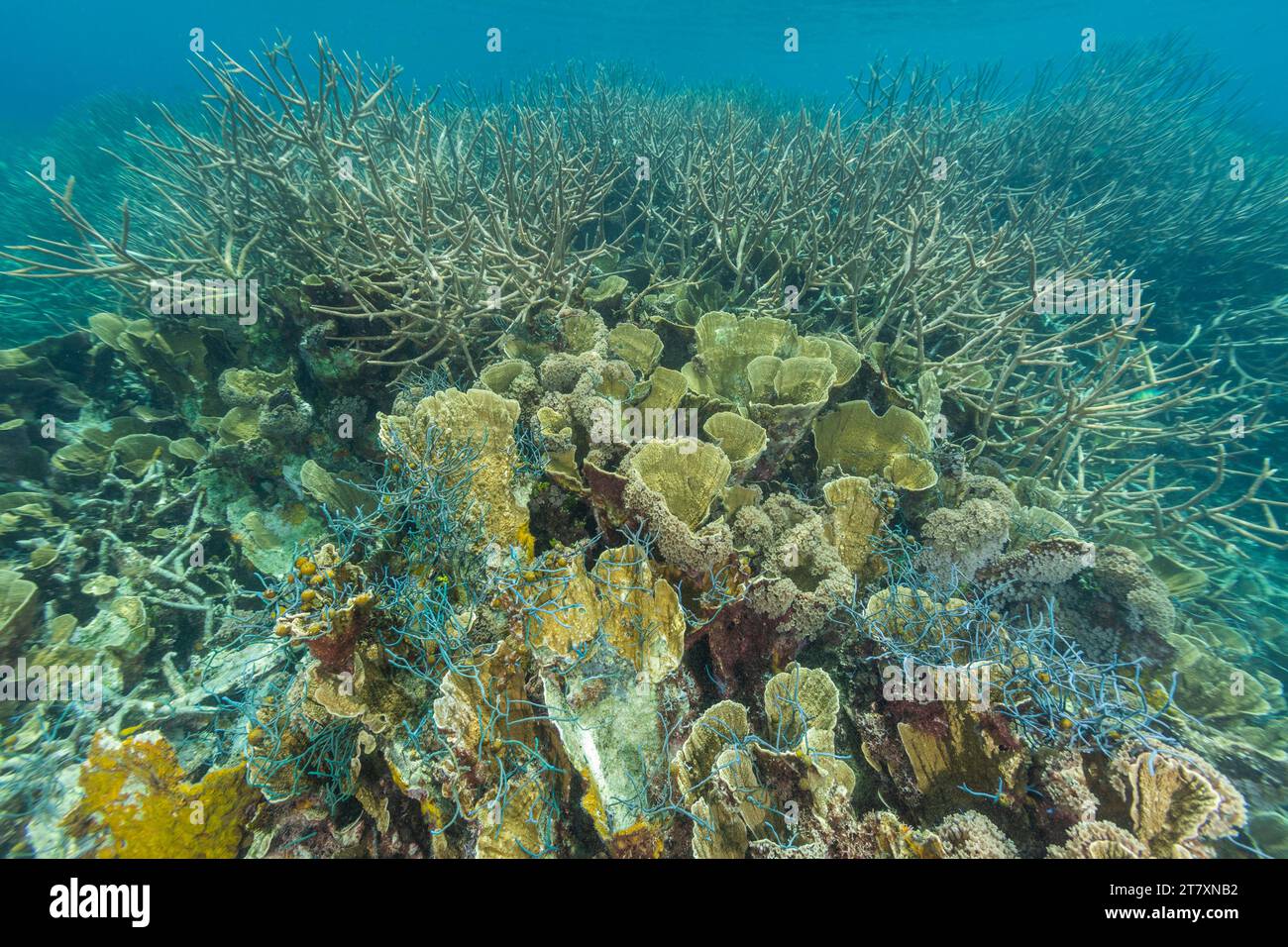 Rete da pesca immersa nel corallo nelle acque cristalline delle scogliere poco profonde al largo di Wayag Bay, Raja Ampat, Indonesia, Sud-est asiatico, Asia Foto Stock