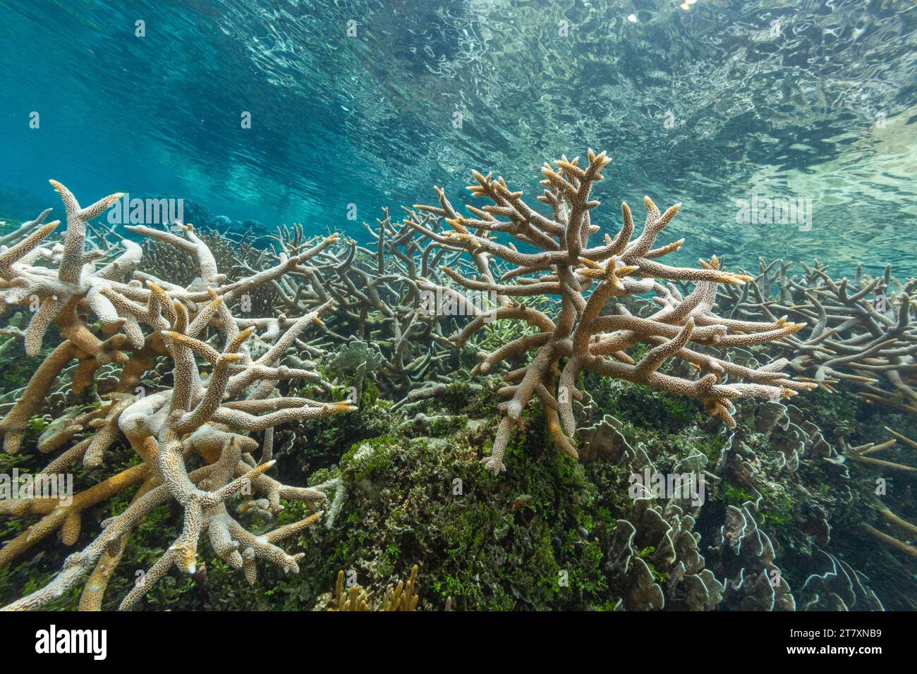 Abbondante vita nelle acque cristalline delle barriere coralline poco profonde al largo di Wayag Bay, Raja Ampat, Indonesia, Sud-est asiatico, Asia Foto Stock