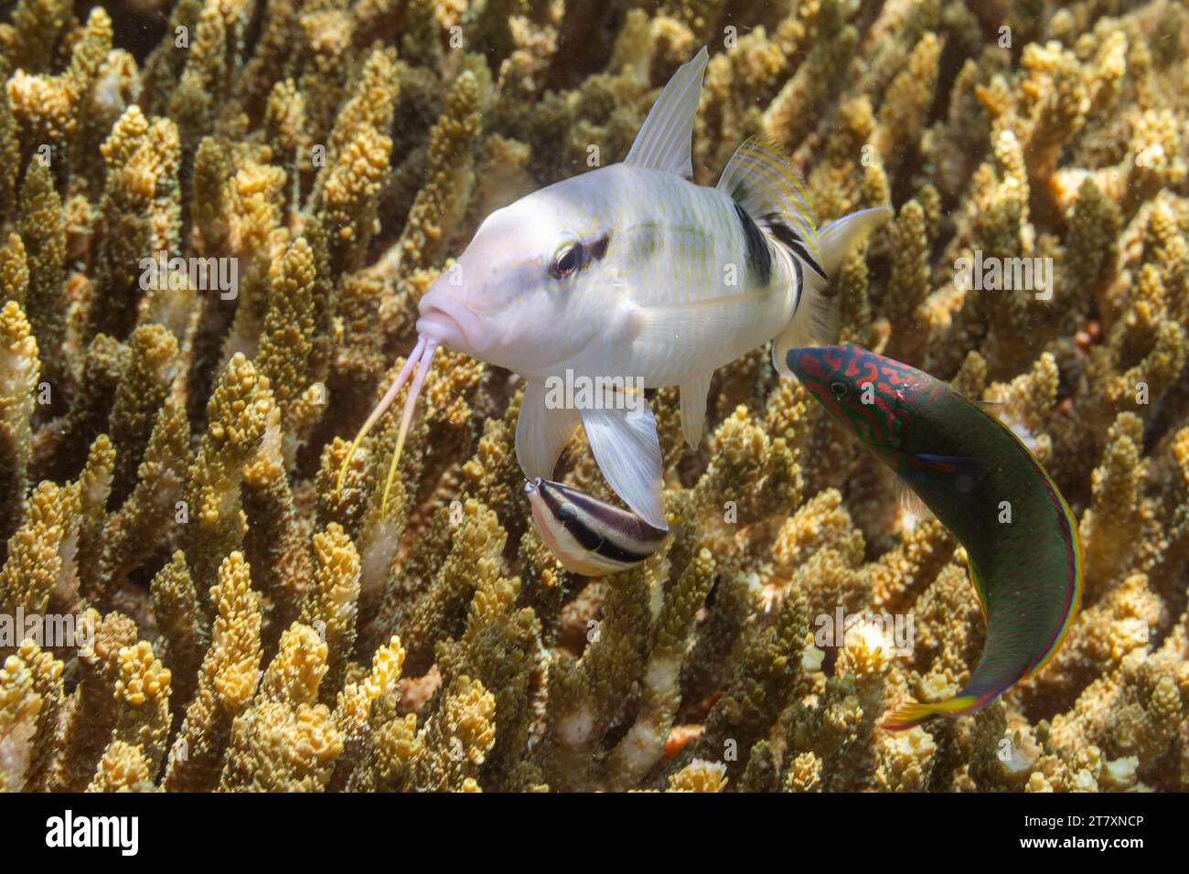 Abbondante fauna marina nelle acque cristalline al largo dell'isola di Bangka, vicino a Manado, Sulawesi, Indonesia, Sud-Est asiatico, Asia Foto Stock