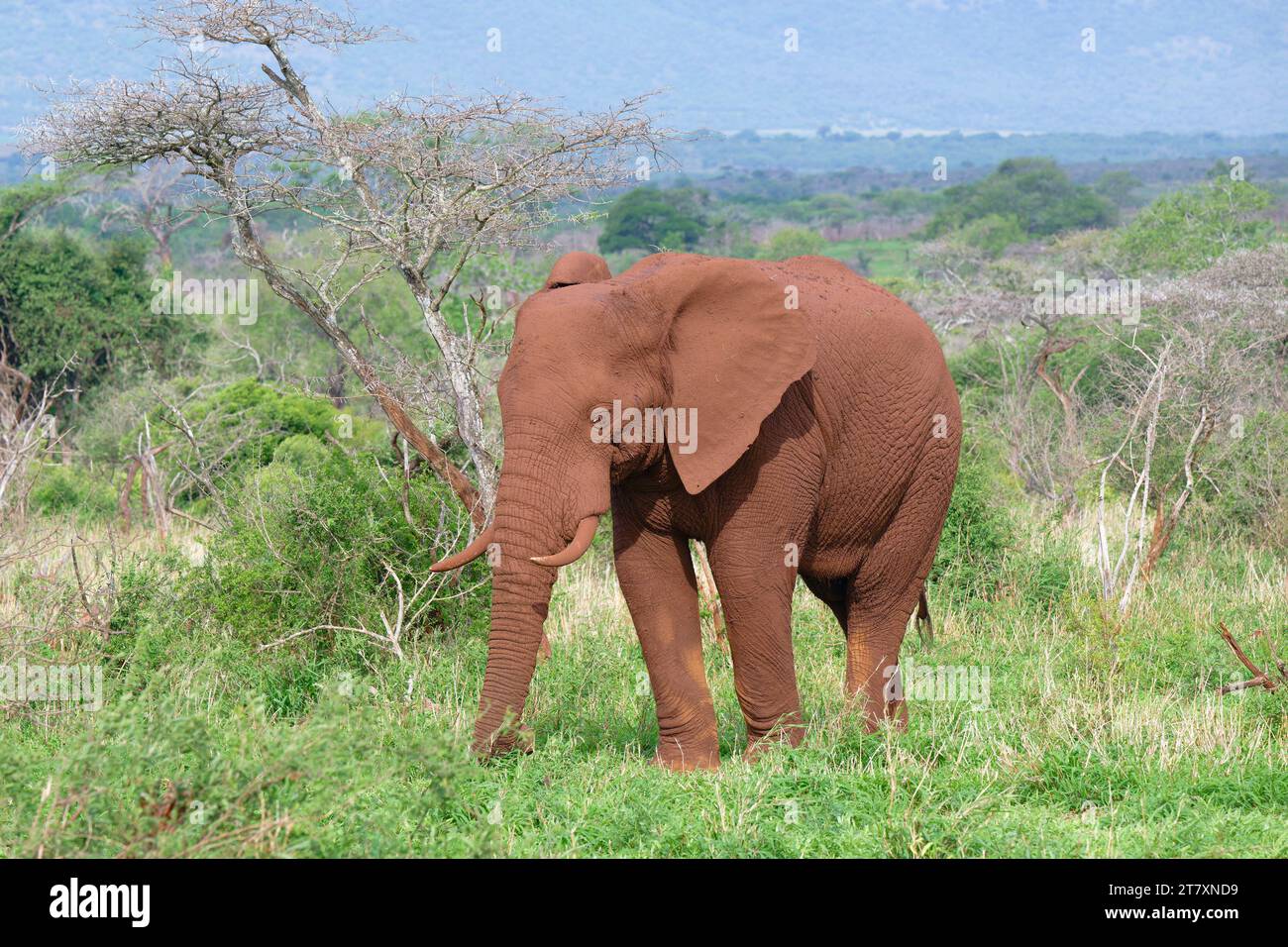 Elefante africano (Loxodonta africana) ricoperto di terreno rosso che cammina nella savana, nella provincia di KwaZulu Natal, in Sudafrica, Africa Foto Stock