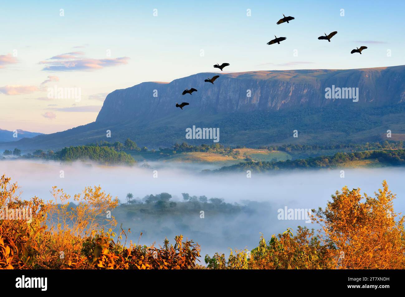 Stormo di Ibis (Phimosus infuscatus) che sorvolano i monti Serra da Canastra, lo stato del Minas Gerais, il Brasile e il Sud America Foto Stock