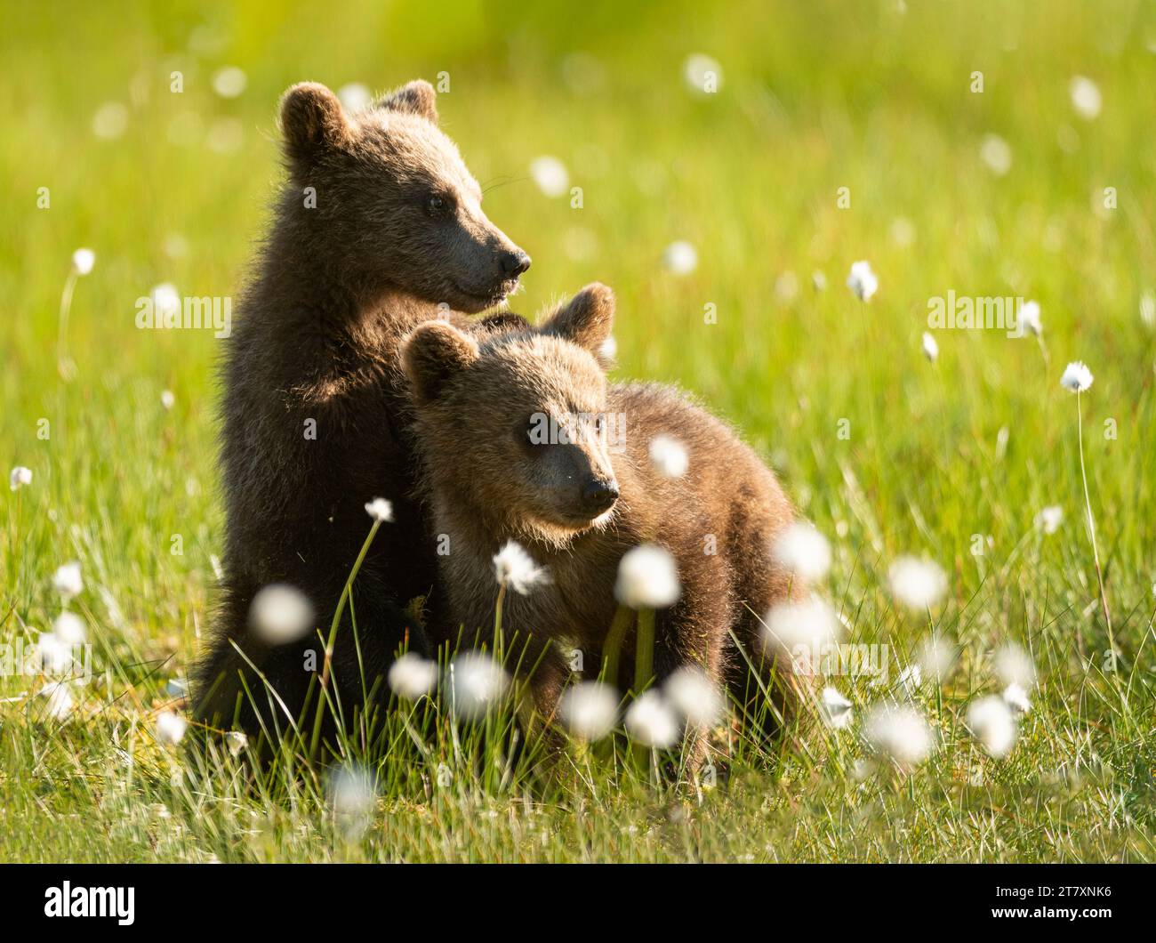 Cuccioli di orso bruno eurasiatico (Ursus arctos arctos) in prato di cotone, Finlandia, Europa Foto Stock