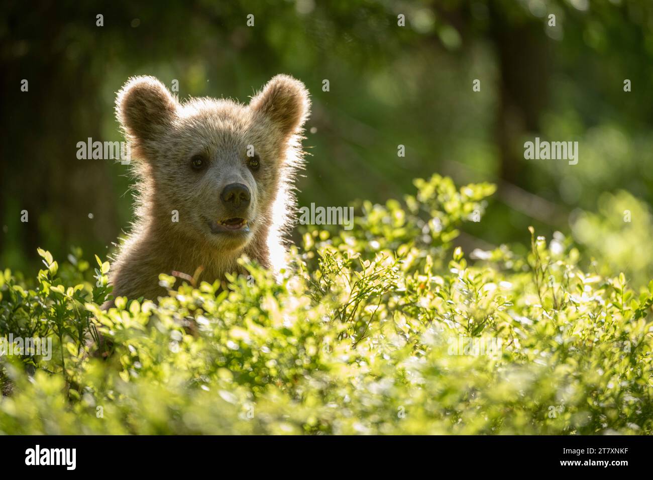 Cucciolo di orso bruno eurasiatico (Ursus arctos arctos) in ambiente forestale, Finlandia, Europa Foto Stock