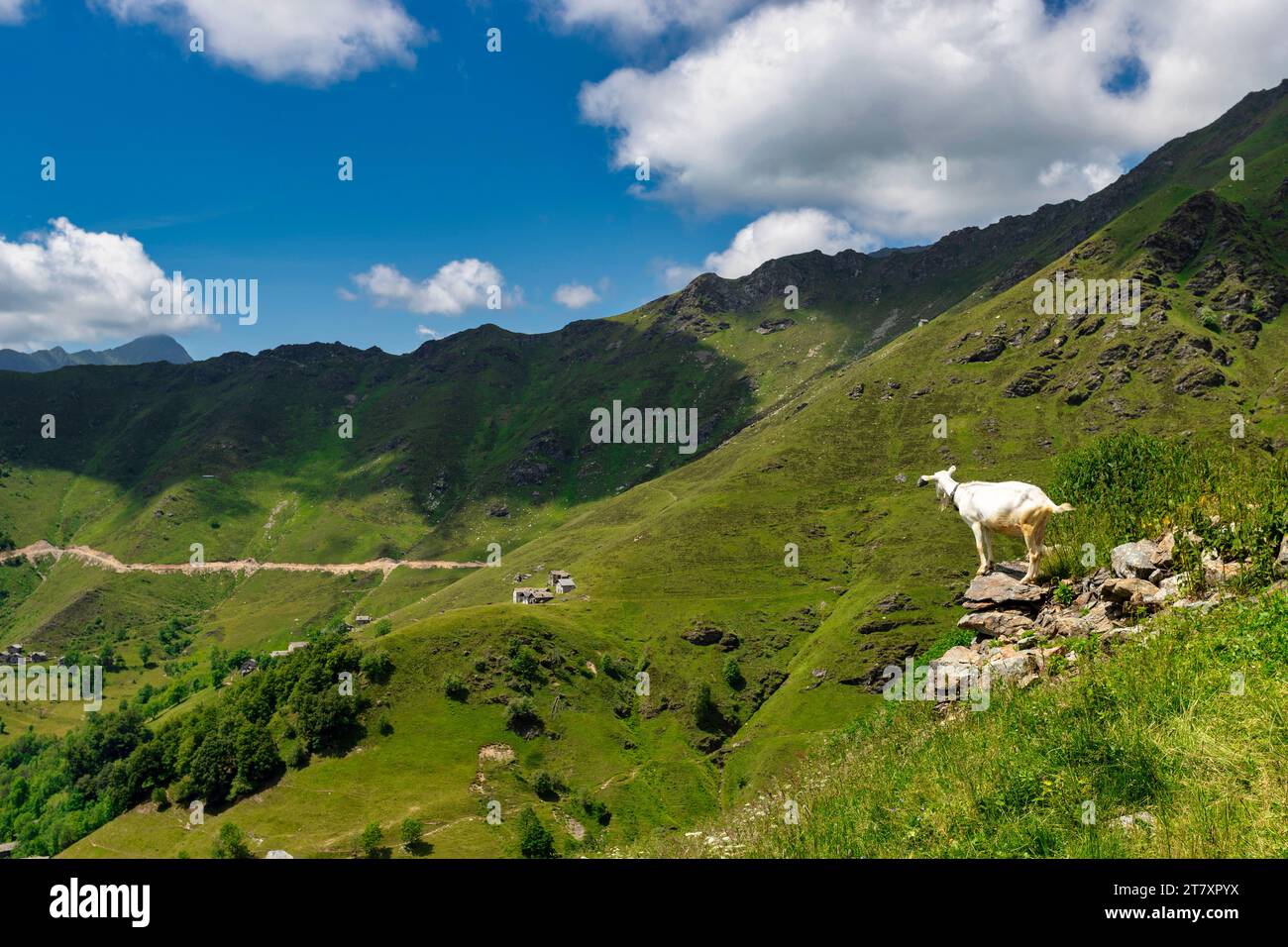 Il paesaggio bucolico della Val Mastellone in estate, Rimella, Valsesia, Vercelli, Piemonte, Italia, Europa Foto Stock