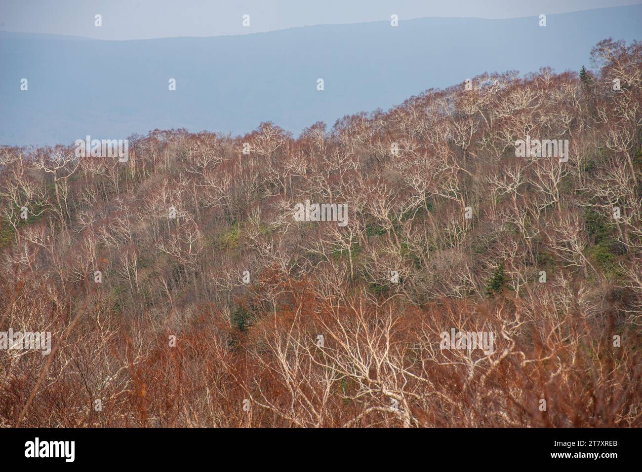 Primo piano di una foresta autunnale senza foglie nel Parco Nazionale di Shiretoko, a nord di Hokkaido, Giappone, Asia Foto Stock