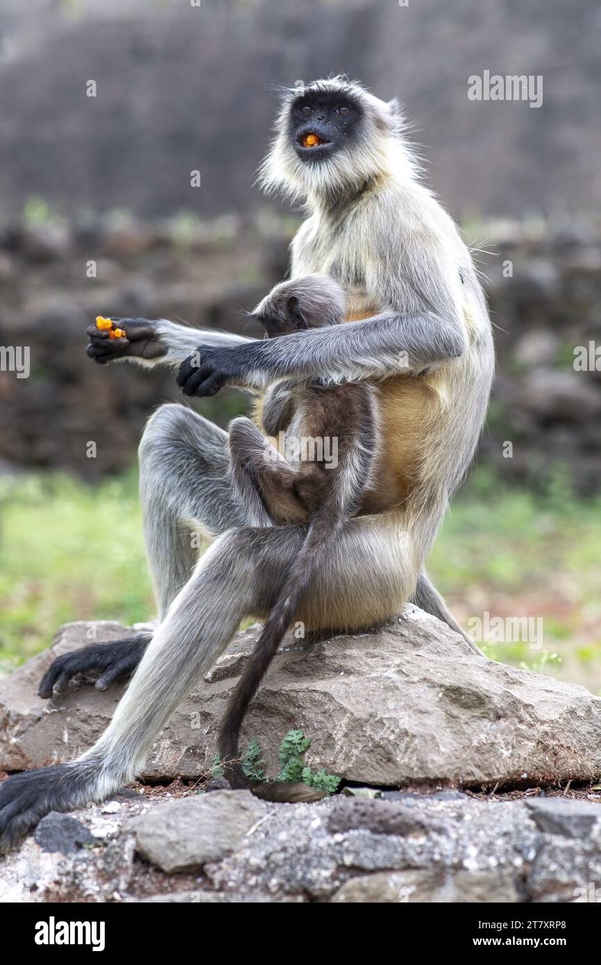 Scimmia femmina con bambino che mangia dolce a Daulatabad, Maharashtra, India, Asia Foto Stock