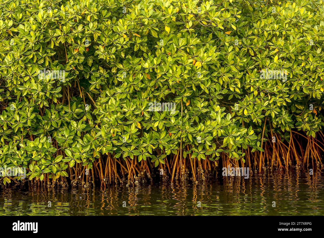 Mangrovie su un corso d'acqua a Saloum, Senegal, Africa occidentale, Africa Foto Stock