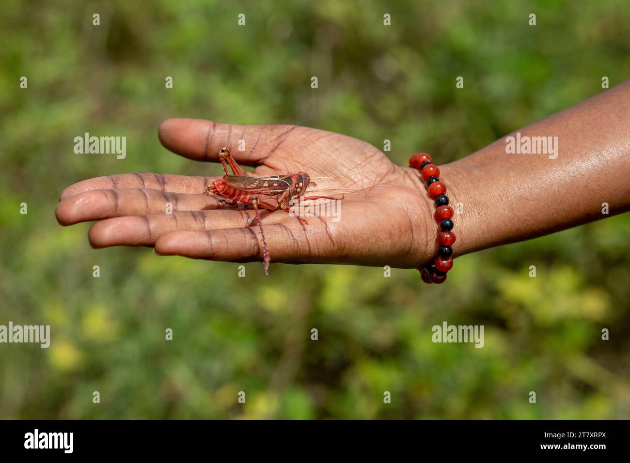 Grasshopper in mano a Toubacouta, Senegal, Africa occidentale, Africa Foto Stock