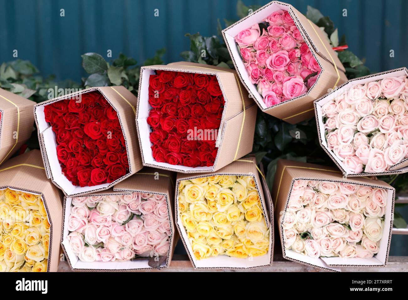 Fabbrica di fiori, produzione di rose, orticoltura, Dalat, Vietnam, Indocina, Sud-est asiatico, Asia Foto Stock