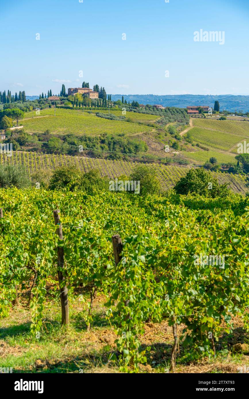Vista dei vigneti e del paesaggio vicino a San Gimignano, San Gimignano, Provincia di Siena, Toscana, Italia, Europa Foto Stock