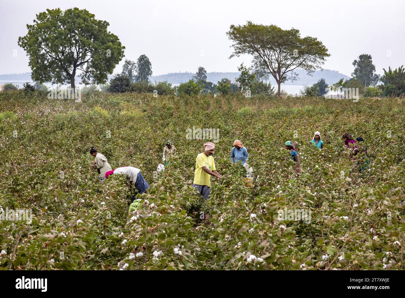 Agricoltori Adivasi che raccolgono cotone in un campo nel distretto di Narmada, Gujarat, India, Asia Foto Stock