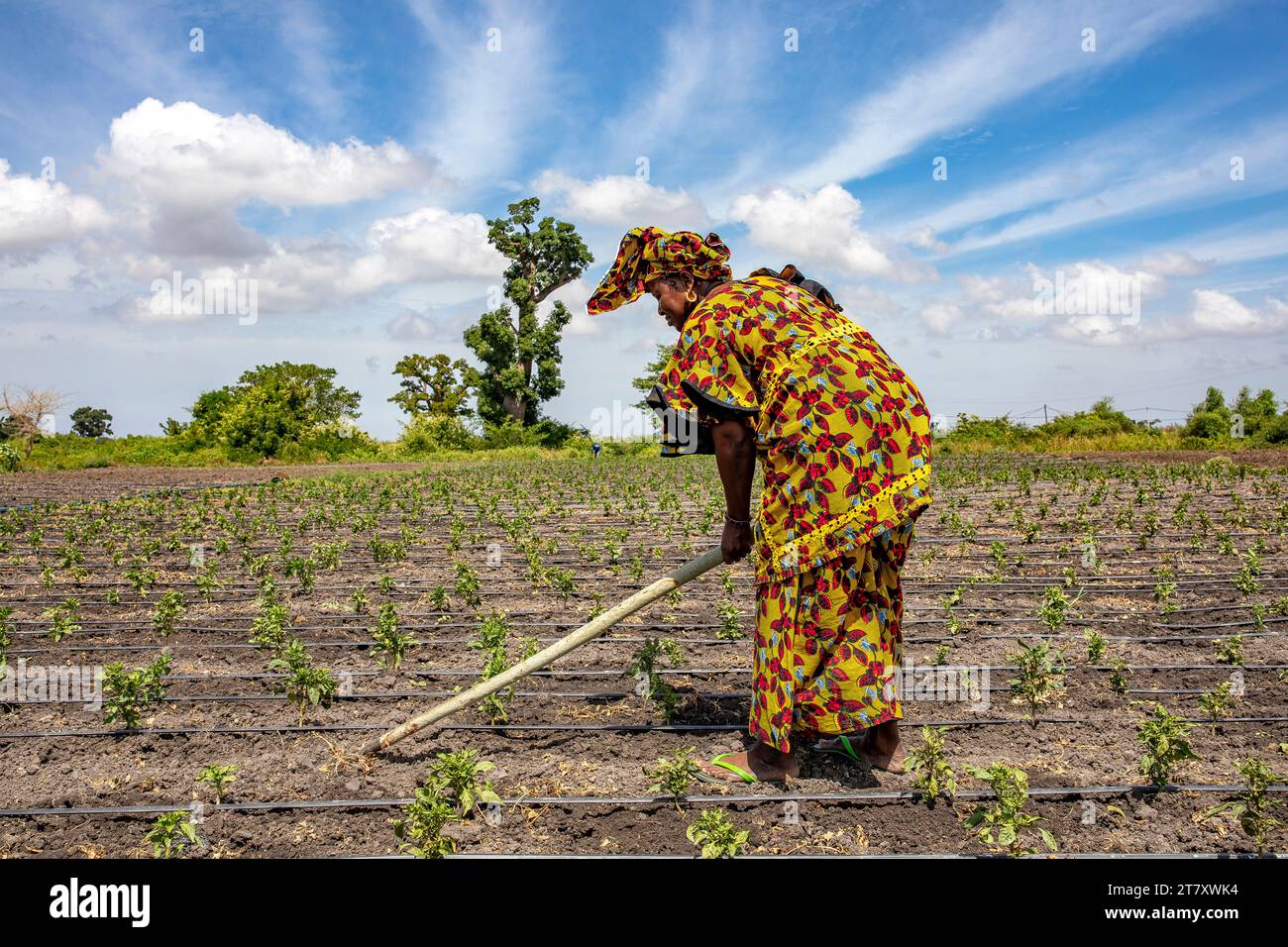 Donna che scavava il suo campo vegetale a pout, Senegal, Africa Occidentale, Africa Foto Stock
