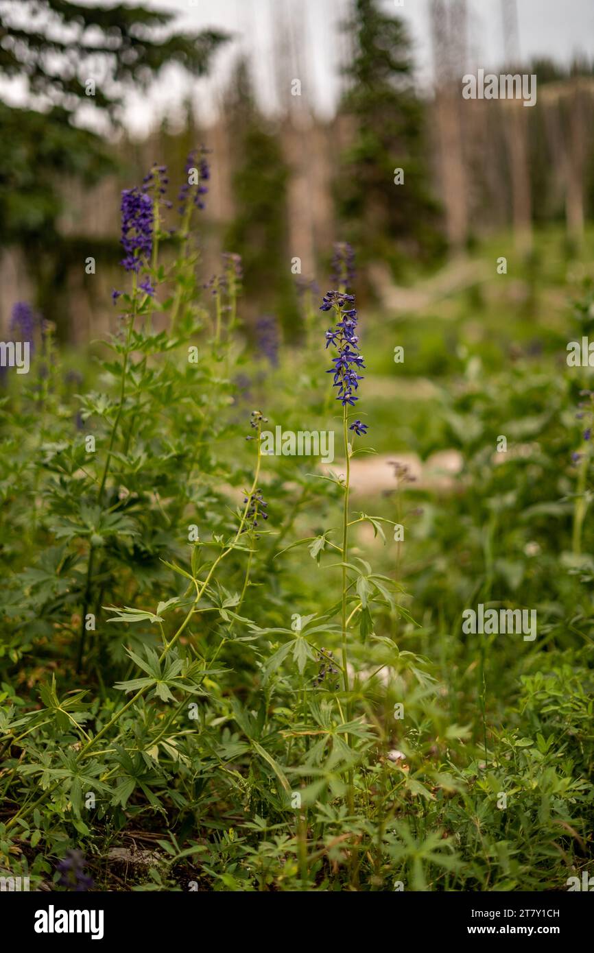 scatti all'aperto in campeggio nello utah fiorendo piante viola Foto Stock
