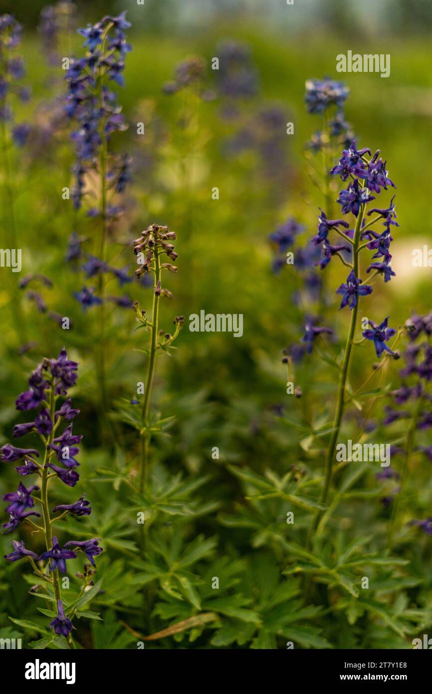 scatti all'aperto in campeggio nello utah fiorendo piante viola Foto Stock