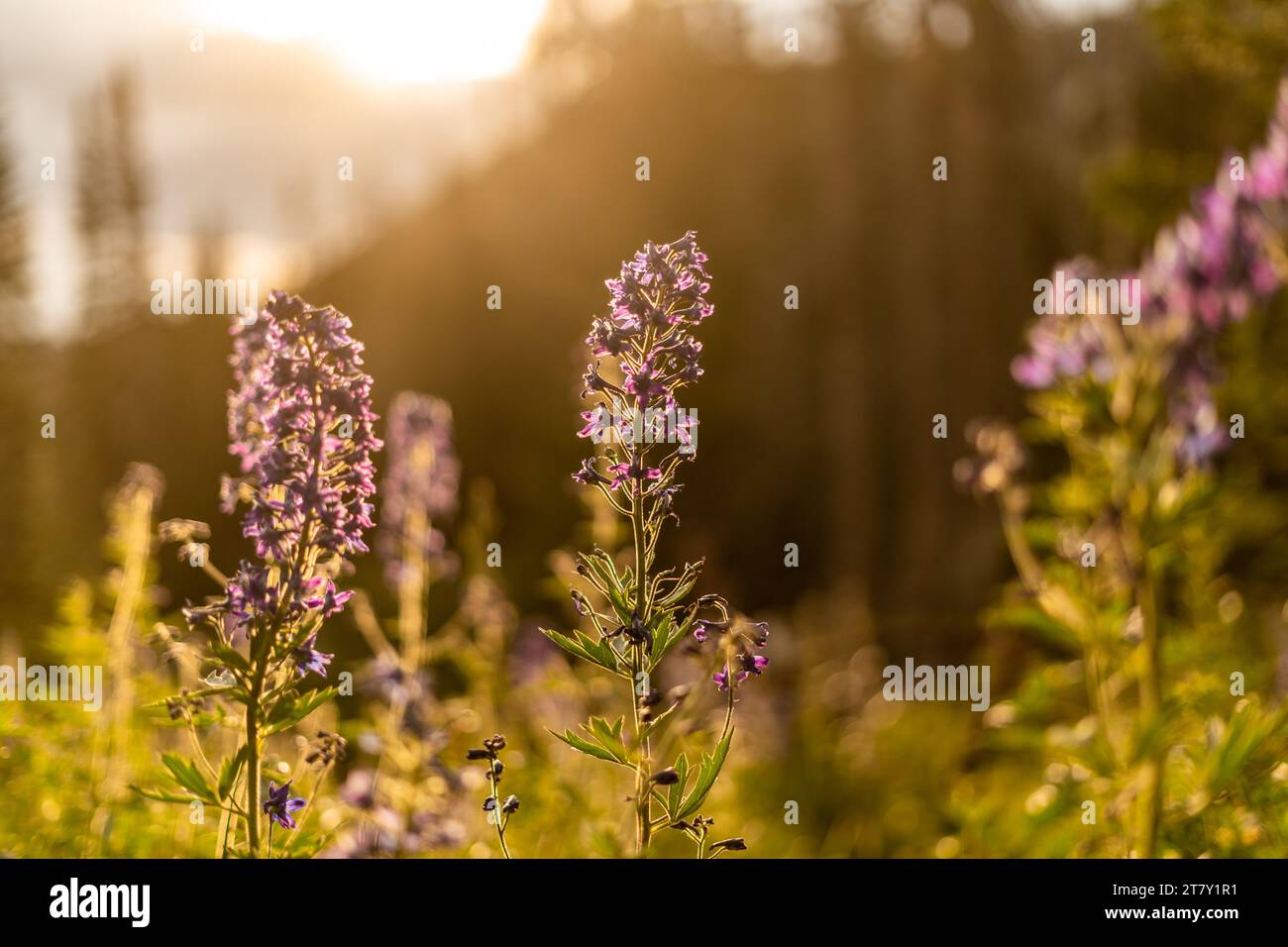 scatti all'aperto in campeggio nello utah fiorendo piante viola Foto Stock