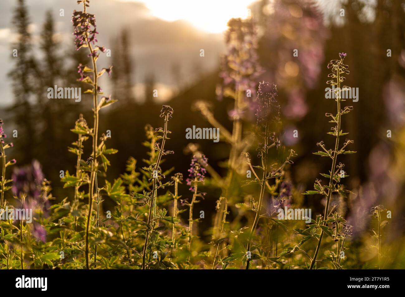 scatti all'aperto in campeggio nello utah fiorendo piante viola Foto Stock