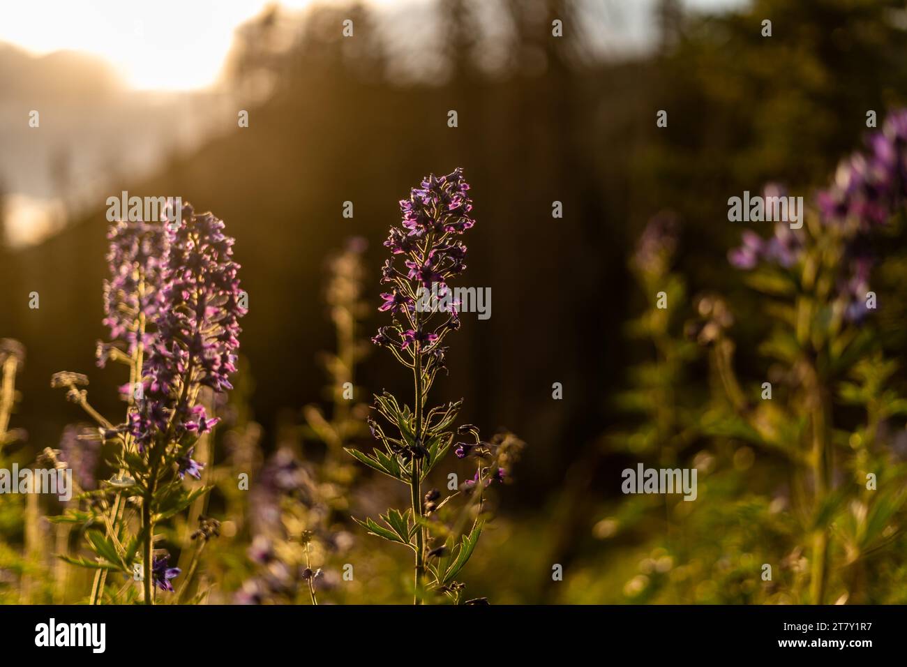 scatti all'aperto in campeggio nello utah fiorendo piante viola Foto Stock