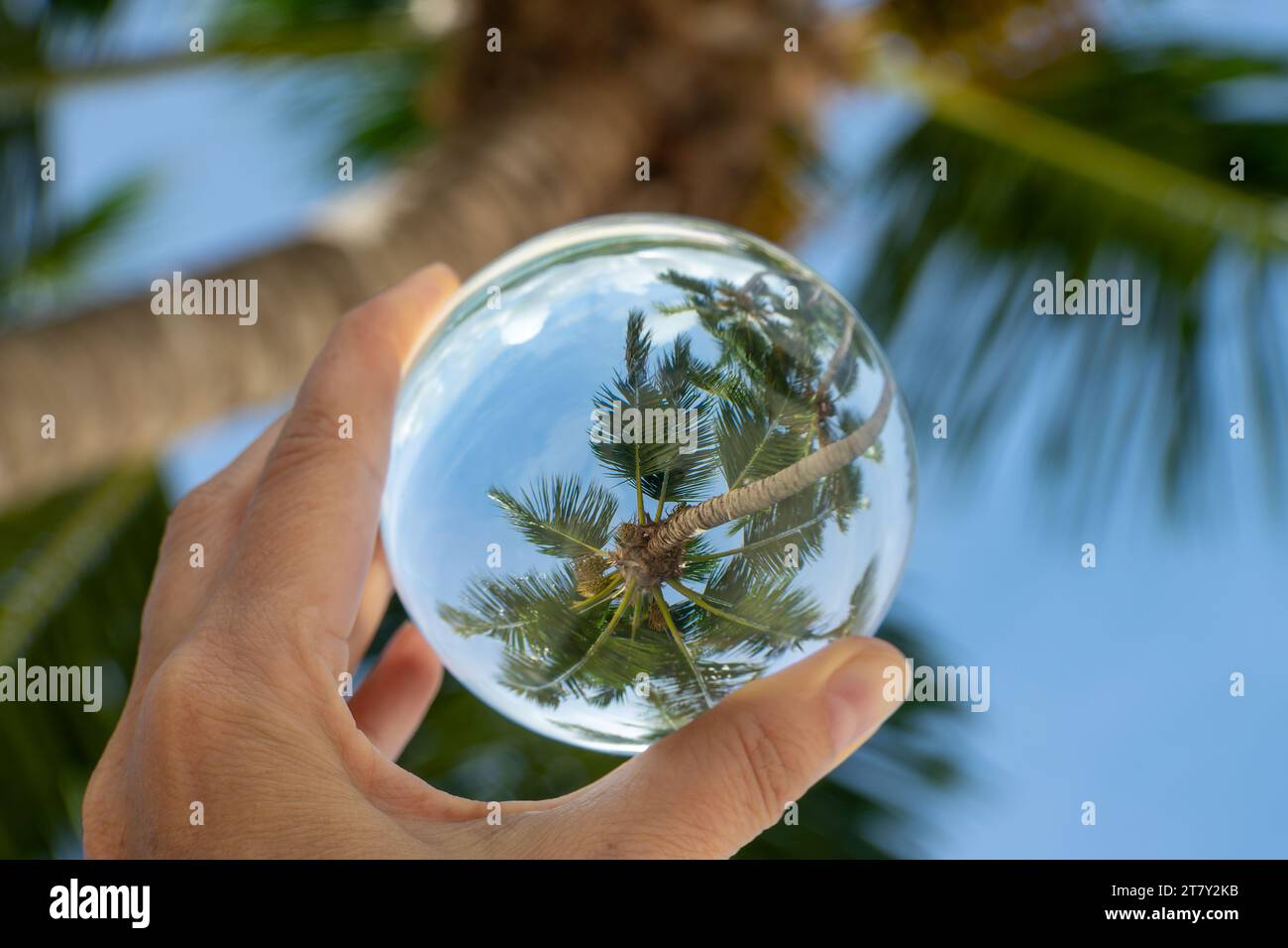 Palme vista attraverso una sfera di cristallo, concetto di vacanza sulla spiaggia tropicale Foto Stock