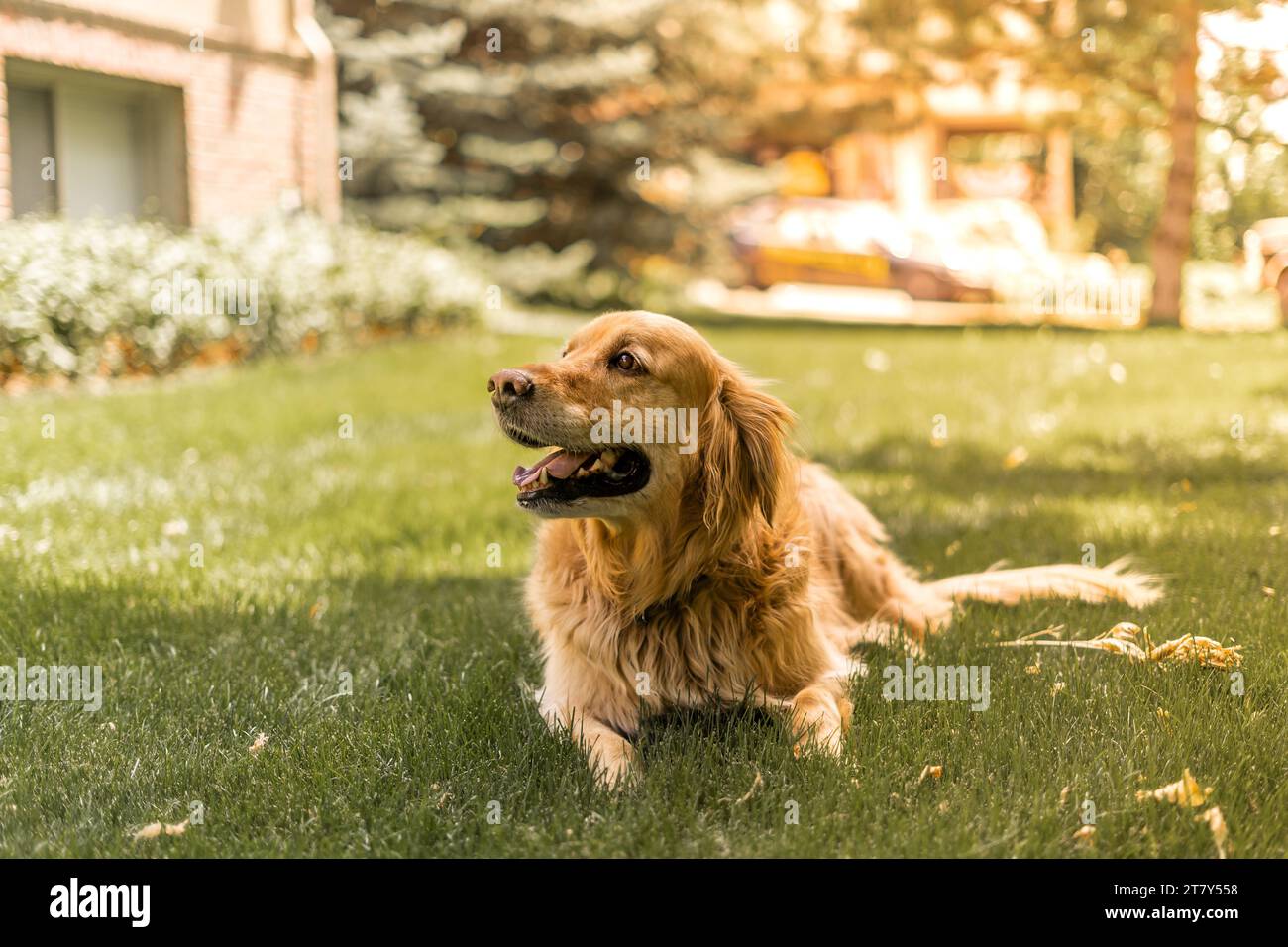 Buon cane Golden Boy a casa nel suo cortile Foto Stock