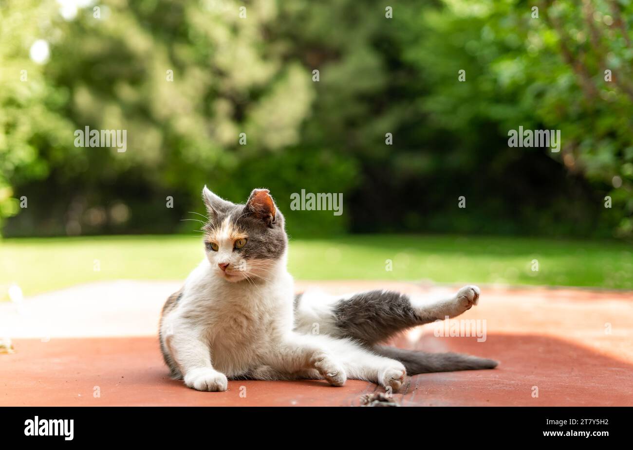Cura del corpo distratto gamba in alto Ear Outdoor Alley Cat Foto Stock
