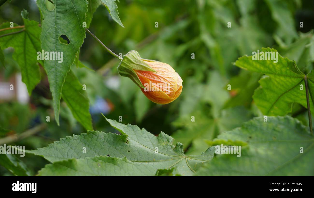 Primo piano dei fiori della striata di Callianthe nota anche come acero fiorente. Foto Stock
