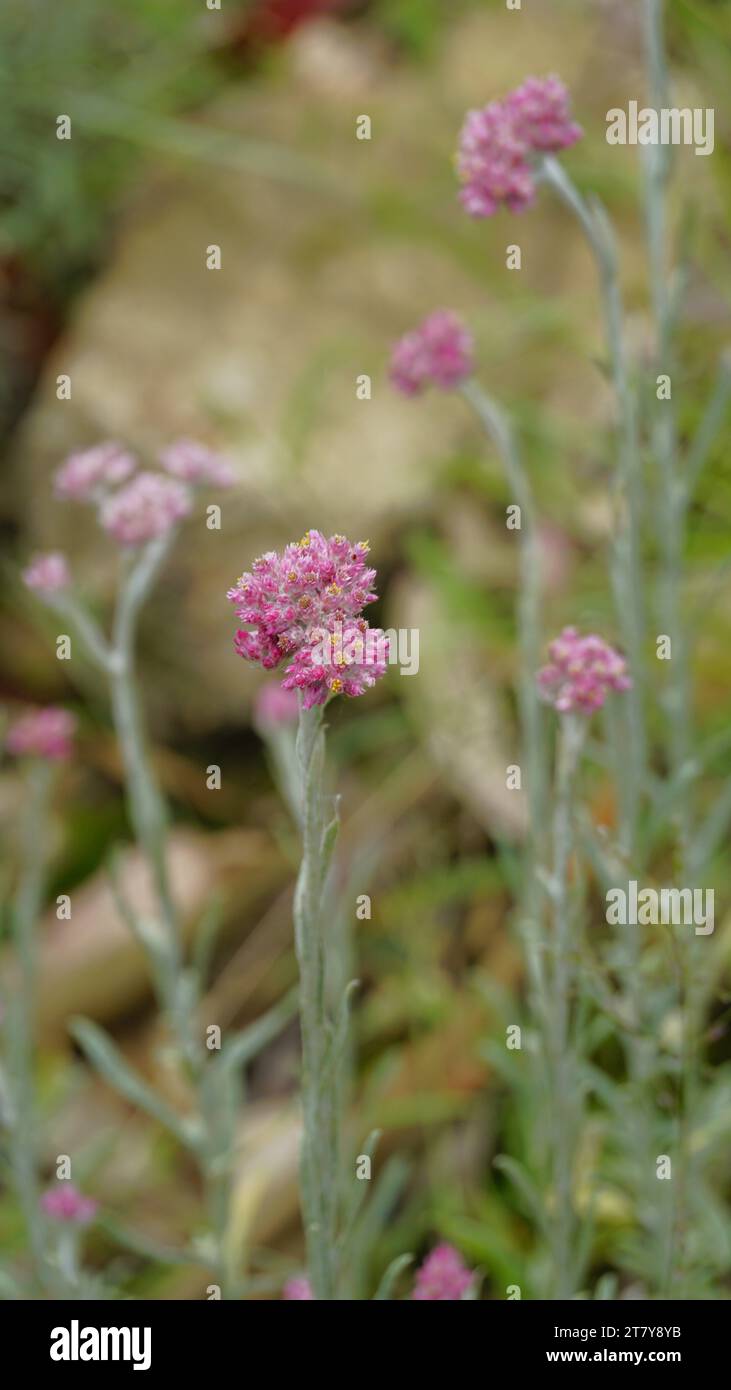 Primo piano dei fiori di Antennaria dioica, noti anche come piede di gatto, rosa, pussytoes Stoloniferous, montagna eterna, Cudweed, ecc. Foto Stock