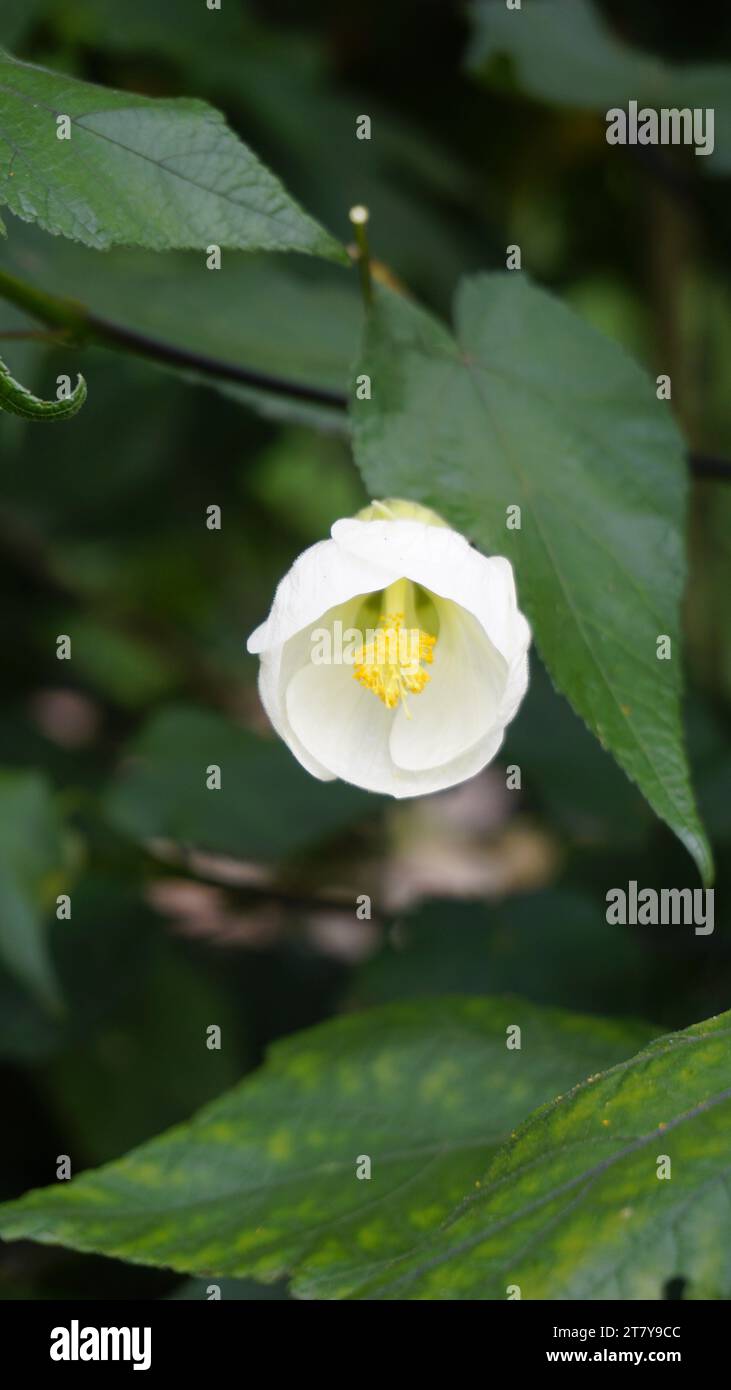 Primo piano del fiore di Abutilon, lanterna fortunata bianca, acero fiorente. Attira farfalle e colibrì Foto Stock