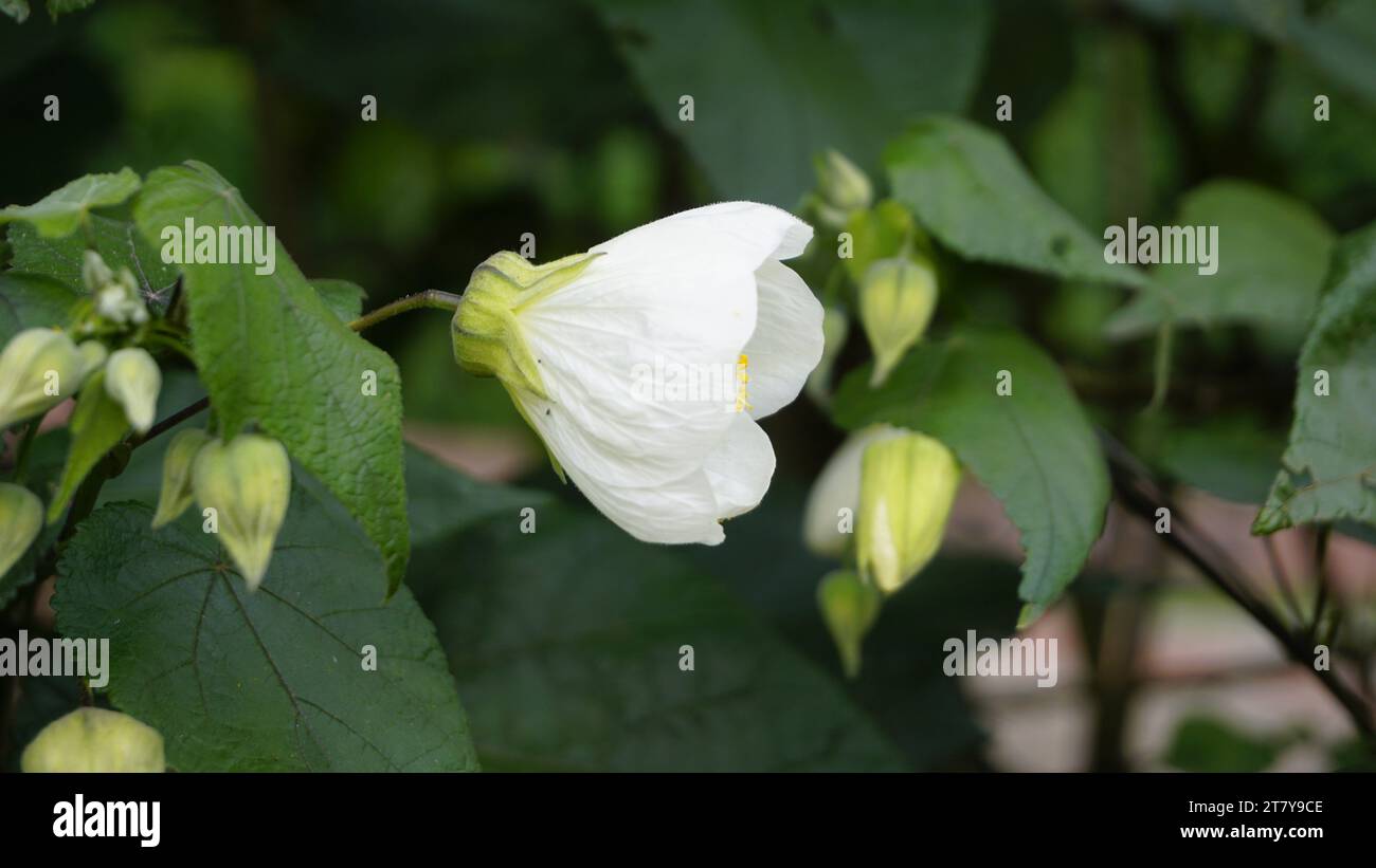Primo piano del fiore di Abutilon, lanterna fortunata bianca, acero fiorente. Attira farfalle e colibrì Foto Stock