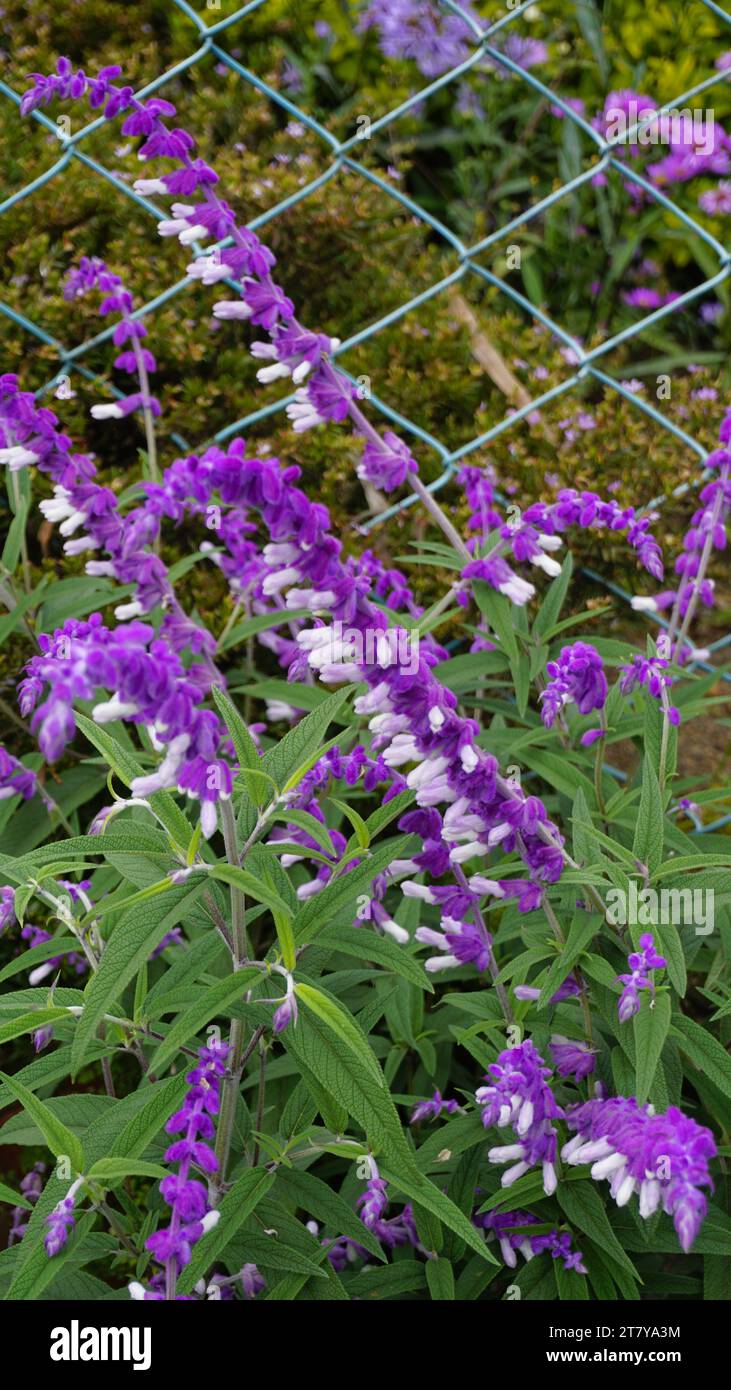 Primo piano dei bellissimi fiori di Salvia leucantha, conosciuta anche come cespuglio messicano, velluto, salvia texana, ecc. Foto Stock