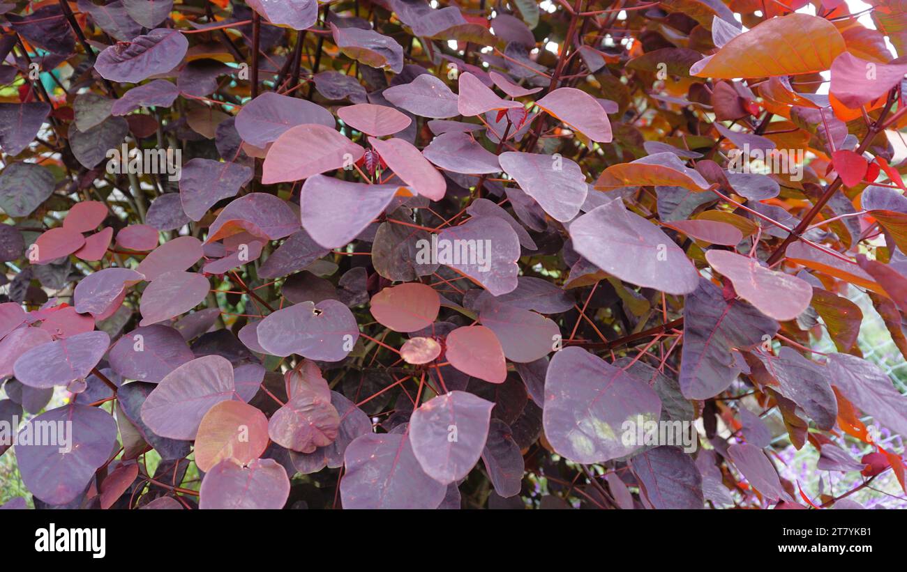 Splendida immagine di sfondo della pianta Euphorbia cotinifolia, nota anche come "macchia di fumo tropicale", "pianta di bosco caraibica", "macchia di arbusto messicano" Foto Stock